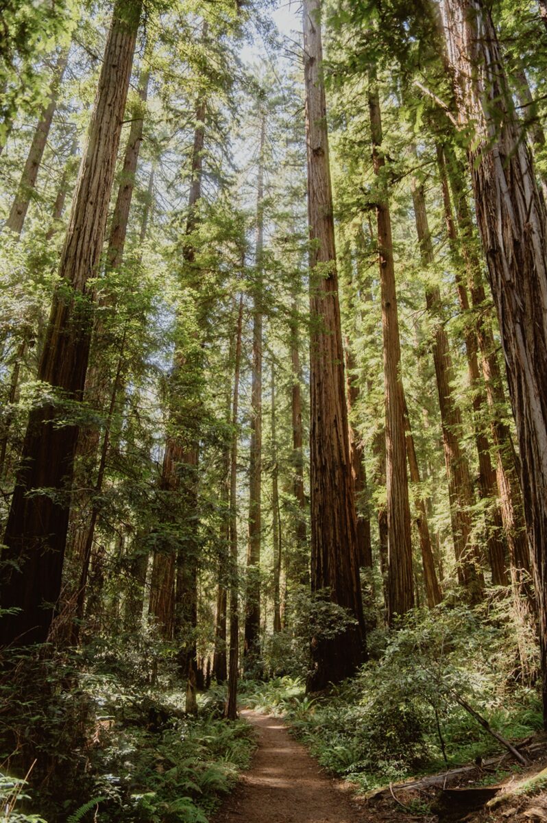 The old-growth redwood forests in Mendocino are a perfect backdrop for an elopement. Here's exactly how to plan an elopement there, from an expert.