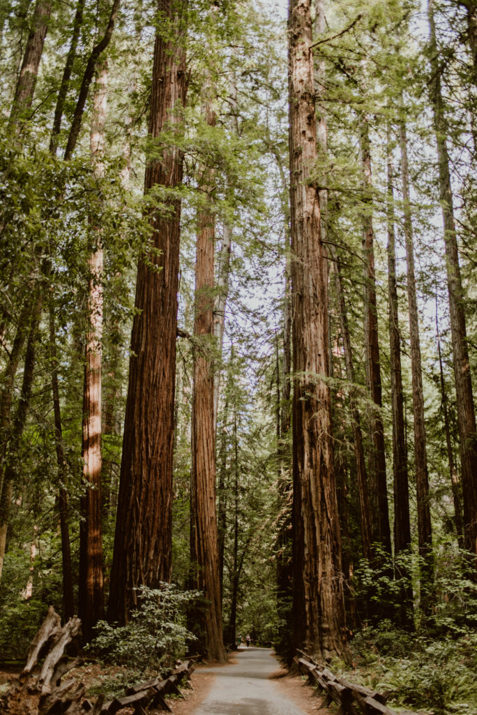 LGBTQ+ couple during this forest and river Guerneville engagement session.