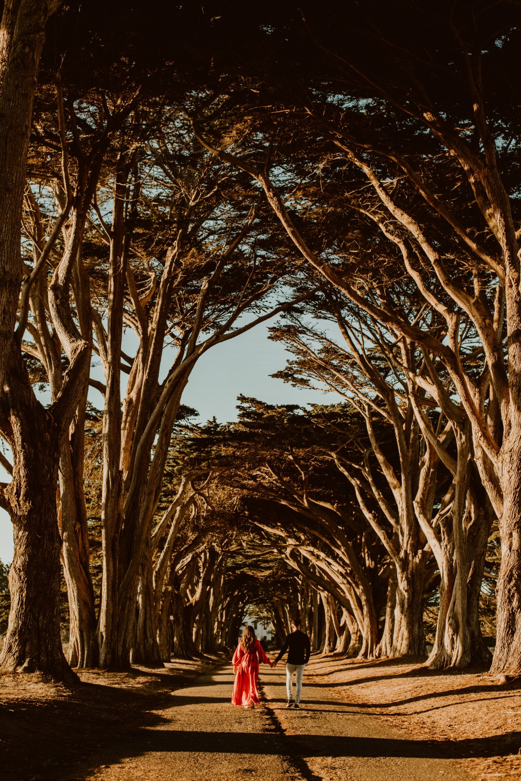 A man and woman walk away from the camera while holding hands in the sunlight under the Cypress Tree Tunnel during their Point Reyes engagement session.