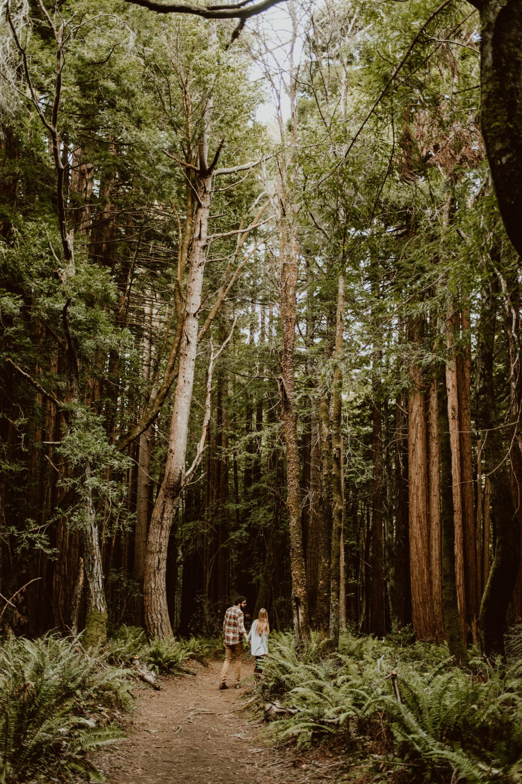 A couple walks hand in hand down a trail in a redwood forest on the Sonoma coast.